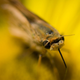Illustration for article titled Shooting Challenge: Bugs Gallery (Part 1)